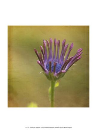 Waiting on Purple III