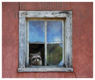 Raccoon Window