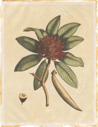 Seasonal Foliage III