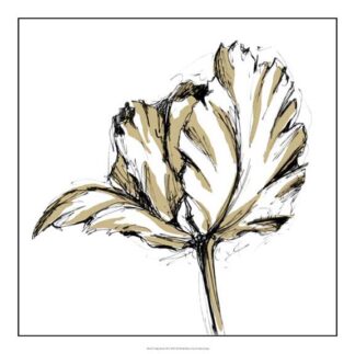 Tulip Sketch III