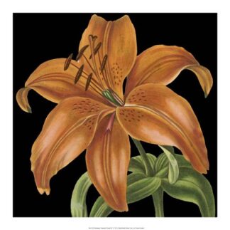 Dramatic Tropical Vision IV