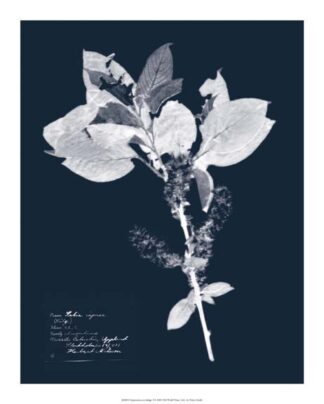 Impressions on Indigo I