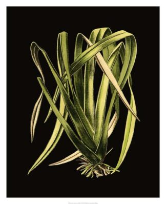 Green Leaves on Black IV