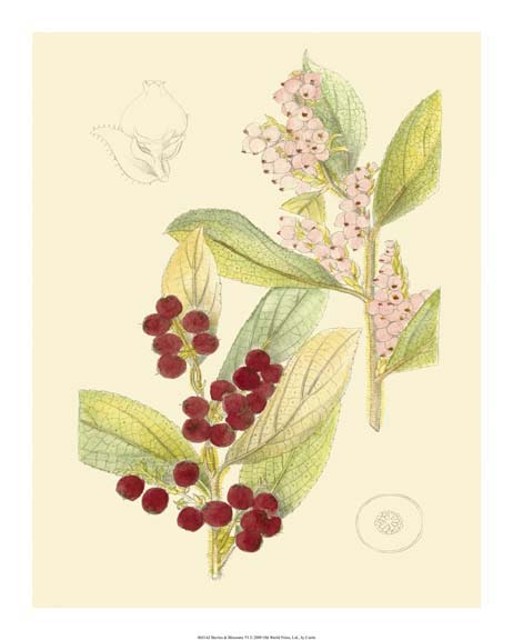 Berries & Blossoms VI