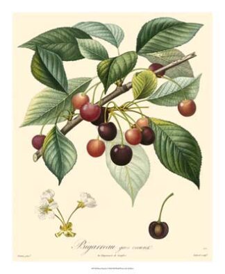 Bessa Cherries