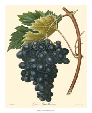 Bessa Grapes II