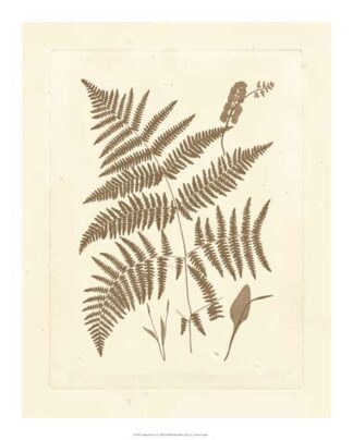 Sepia Ferns I