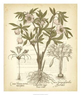 Tinted Besler Botanical I