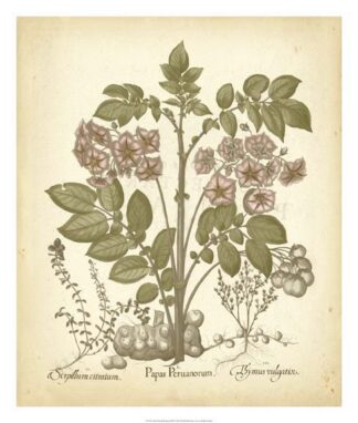 Tinted Besler Botanical III