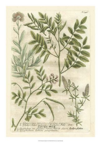 Weinmann's Garden II