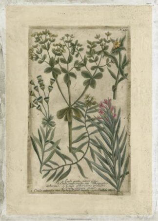 Garden Varietals III