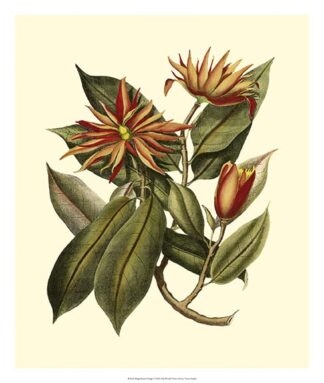 Magnificent Foliage I