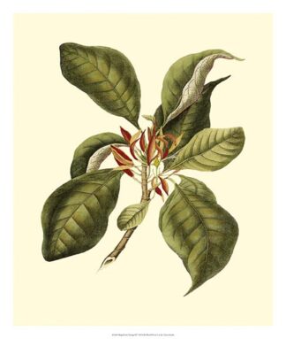 Magnificent Foliage III