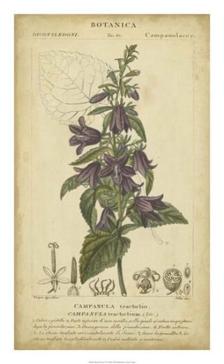 Floral Botanica IV