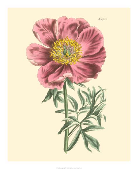 Blushing Peony IV