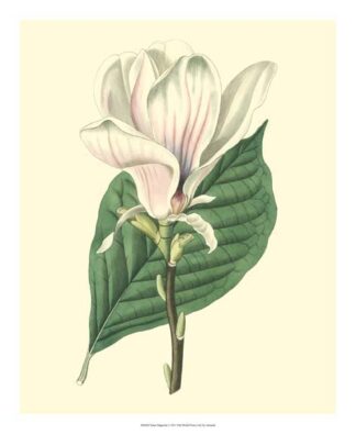 Yulan Magnolia