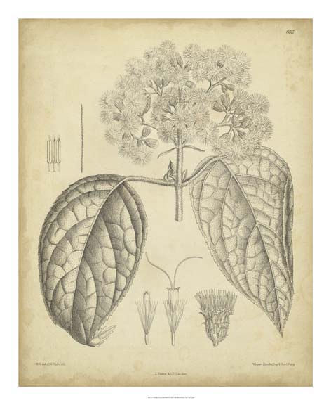 Vintage Curtis Botanical I