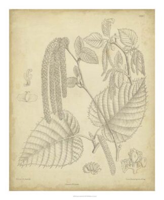 Vintage Curtis Botanical II