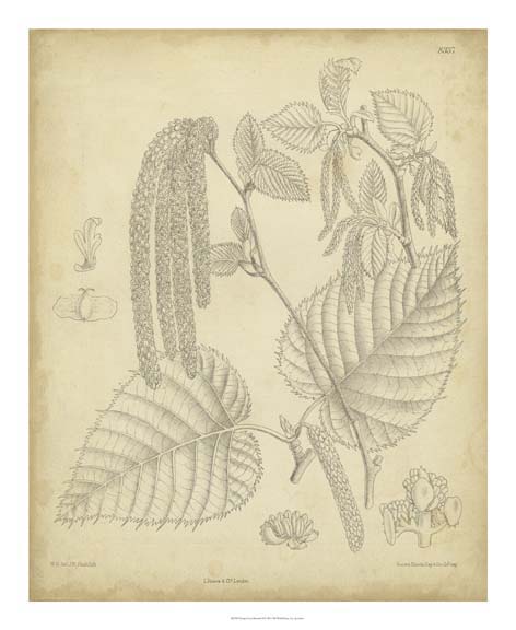 Vintage Curtis Botanical II