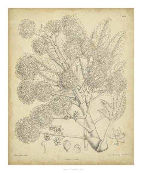 Vintage Curtis Botanical IV