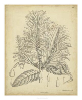 Vintage Curtis Botanical V