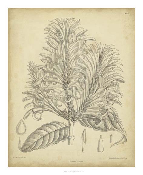 Vintage Curtis Botanical V