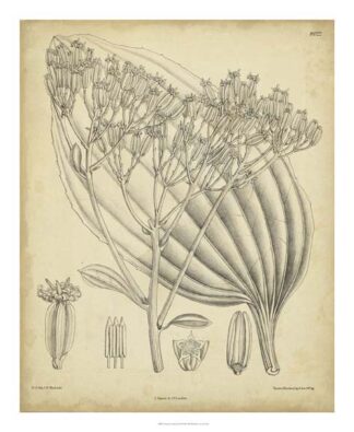 Vintage Curtis Botanical VI