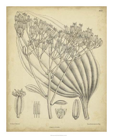 Vintage Curtis Botanical VI