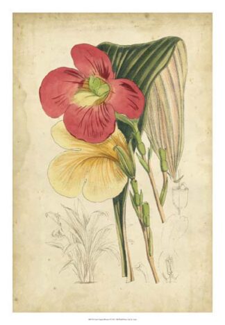 Curtis Tropical Blooms I