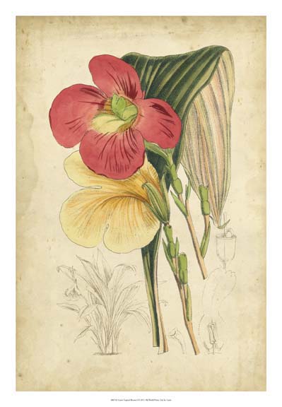 Curtis Tropical Blooms I