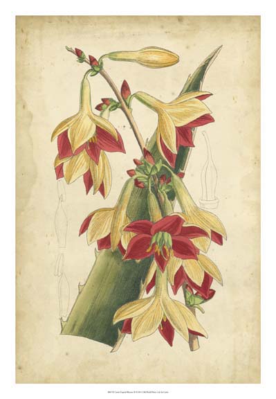 Curtis Tropical Blooms III