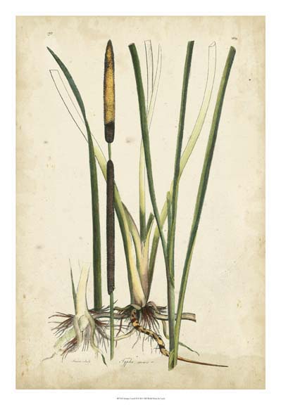Antique Cattail II