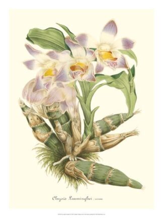 Lavender Orchids I