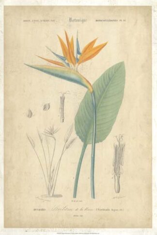 Tropical Botanique I