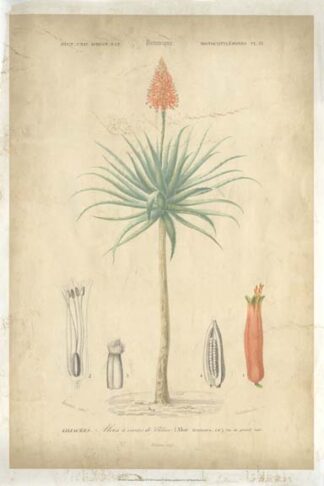 Tropical Botanique II