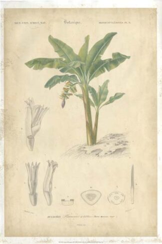 Tropical Botanique III