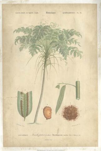 Tropical Botanique IV