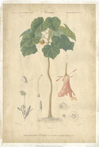 Tropical Botanique V