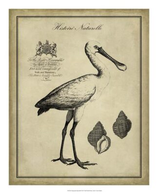 Antiquarian Spoonbill