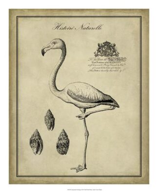 Antiquarian Flamingo