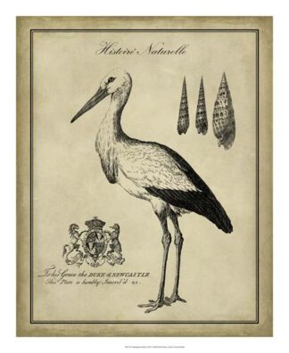 Antiquarian Stork