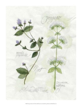 Oregano & Mint