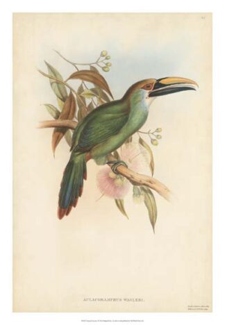 Tropical Toucans I