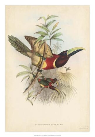 Tropical Toucans III