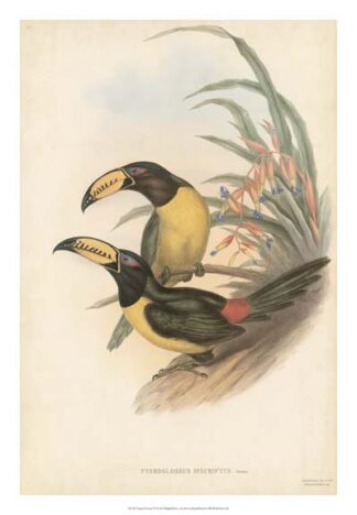 Tropical Toucans IV