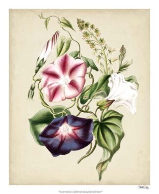 Nature's Romance III