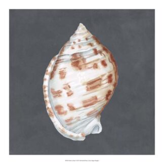 Shell on Slate I