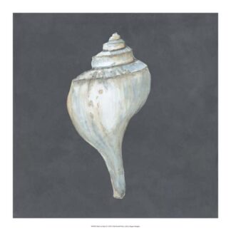 Shell on Slate IV
