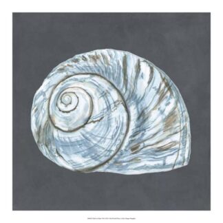 Shell on Slate VIII