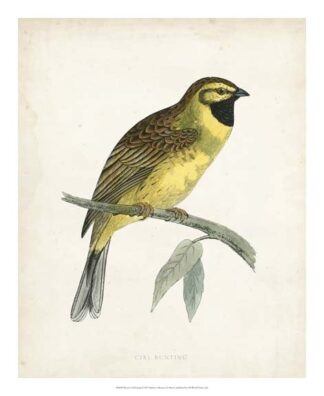 Morris Cirl Bunting